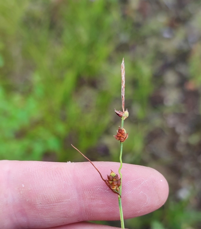 Image of Carex globularis specimen.