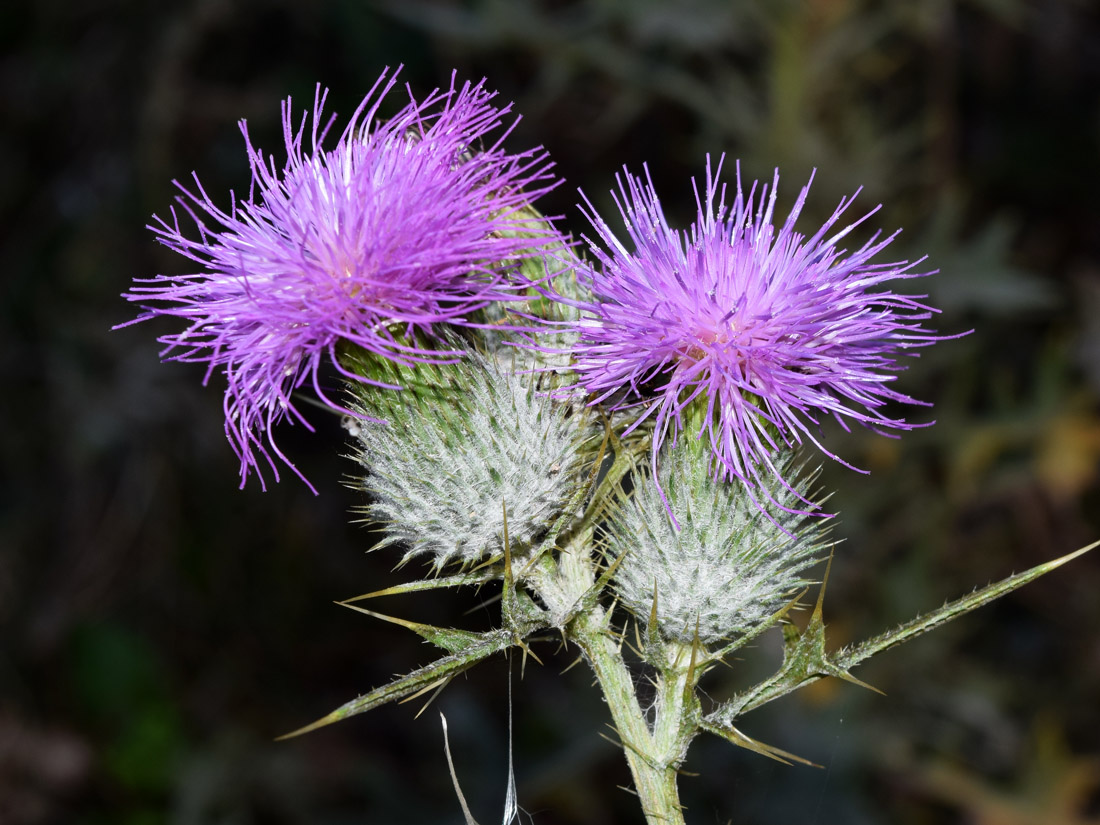 Image of Cirsium vulgare specimen.