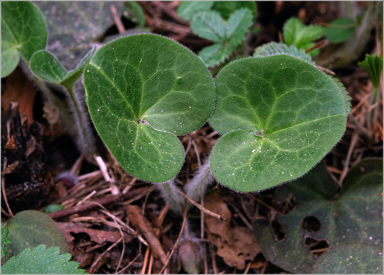 Изображение особи Asarum europaeum.