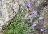 Смотреть изображение Campanula alberti