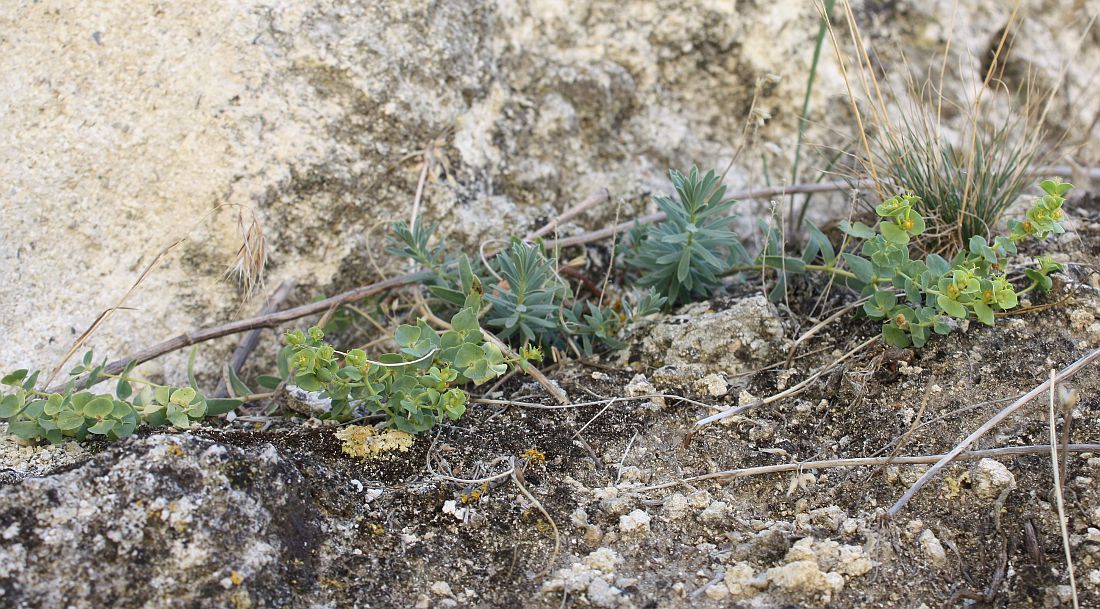 Image of Euphorbia petrophila specimen.