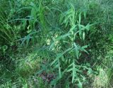 Sonchus palustris