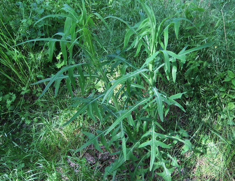 Изображение особи Sonchus palustris.