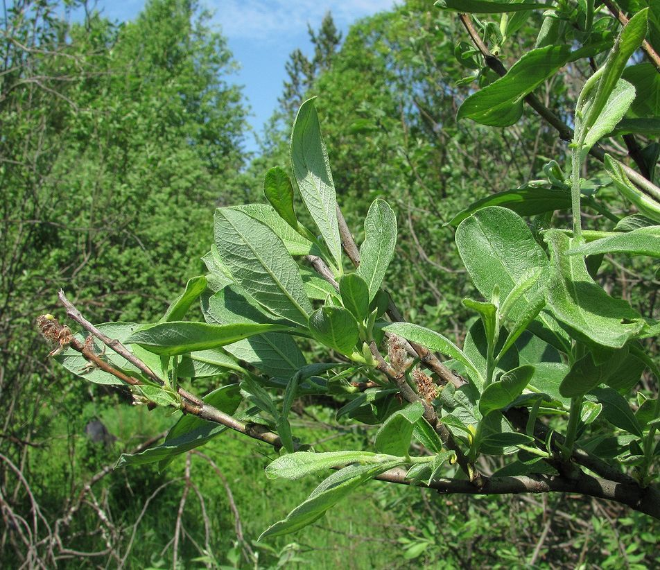 Image of Salix cinerea specimen.