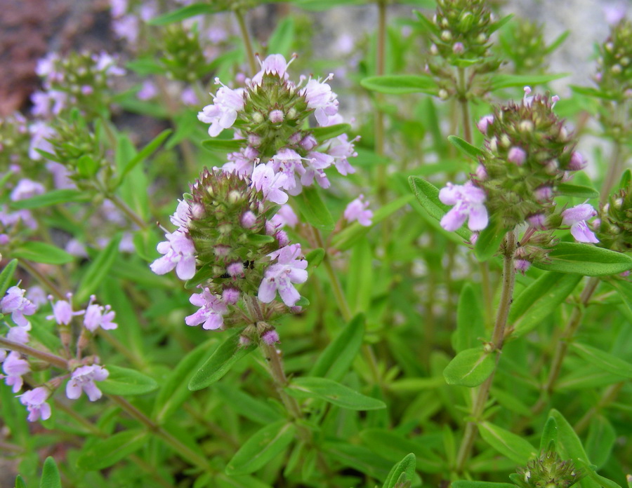 Изображение особи Thymus terskeicus.