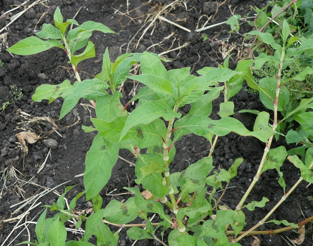 Image of Persicaria lapathifolia specimen.