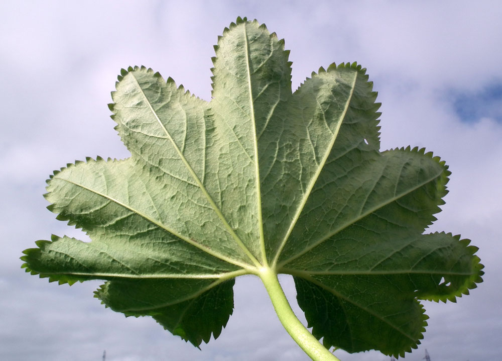 Изображение особи род Alchemilla.