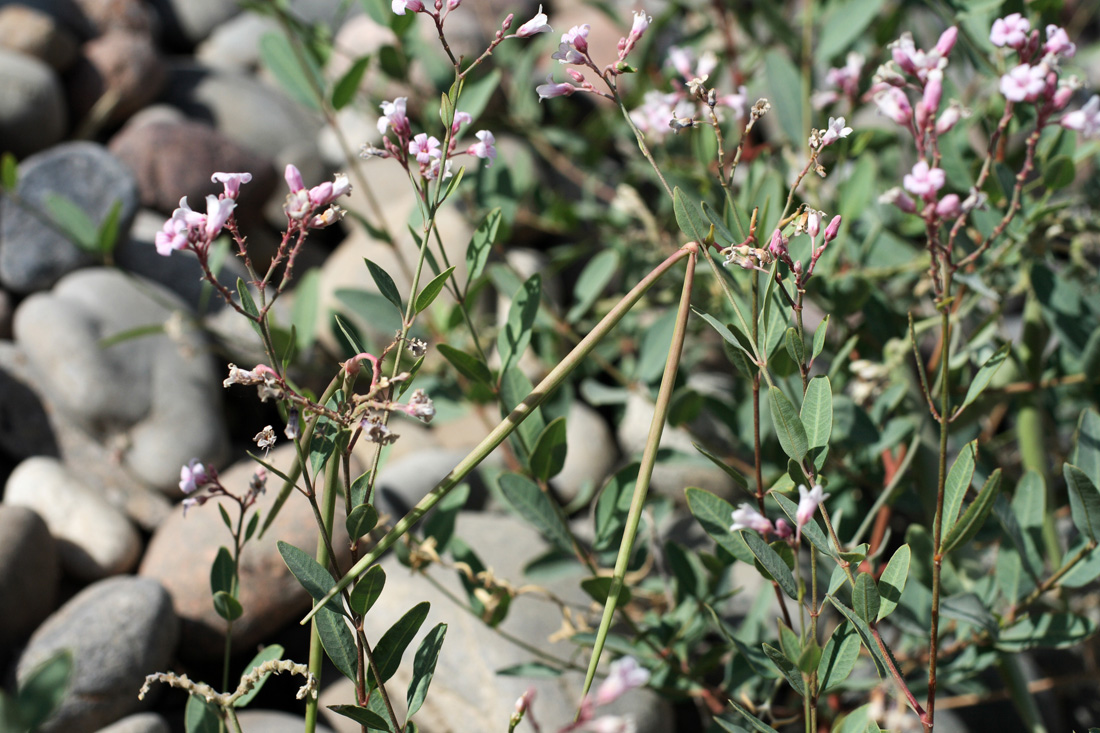 Image of Trachomitum lancifolium specimen.