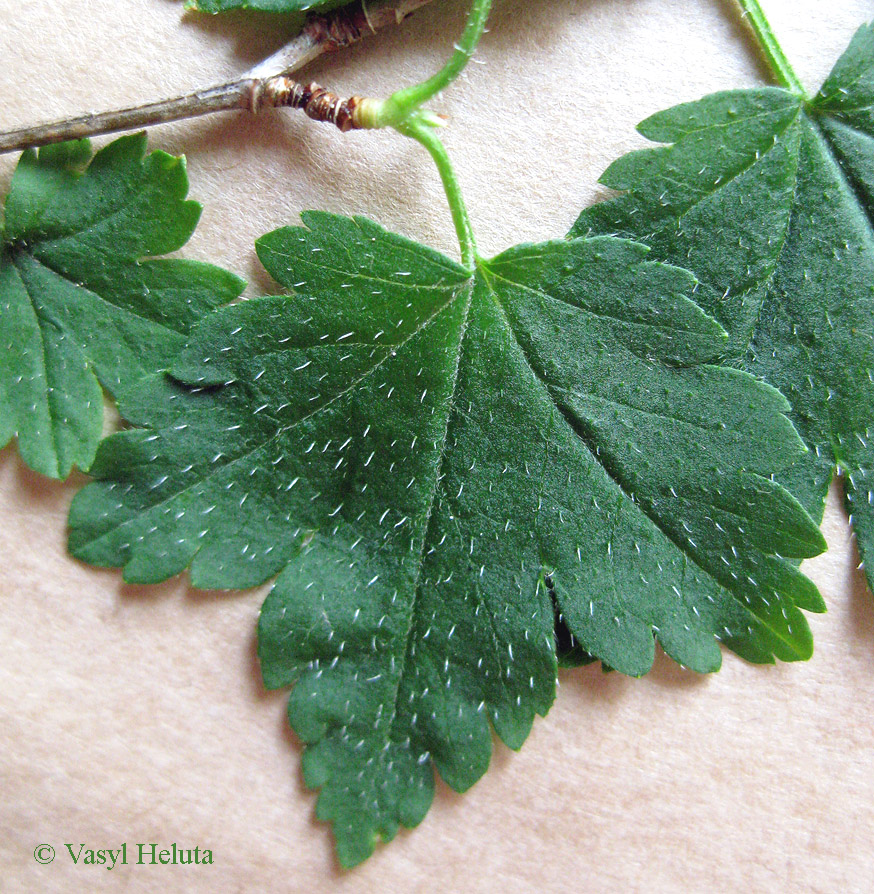 Image of Ribes lucidum specimen.