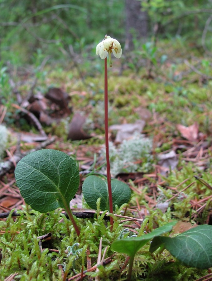 Изображение особи Pyrola chlorantha.