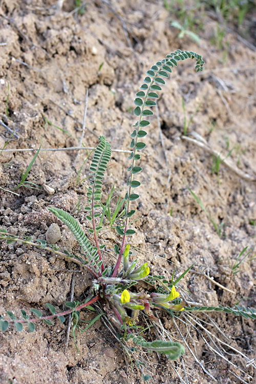 Изображение особи род Astragalus.