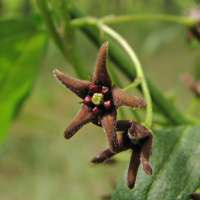 Image of Vincetoxicum scandens specimen.