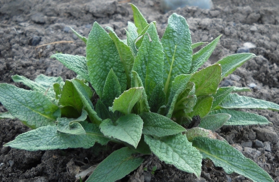 Image of Symphytum peregrinum specimen.