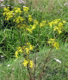 Senecio borysthenicus