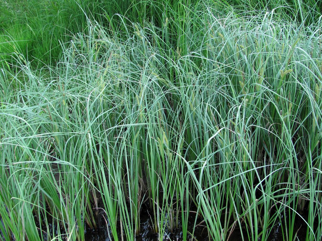 Изображение особи Carex rostrata.