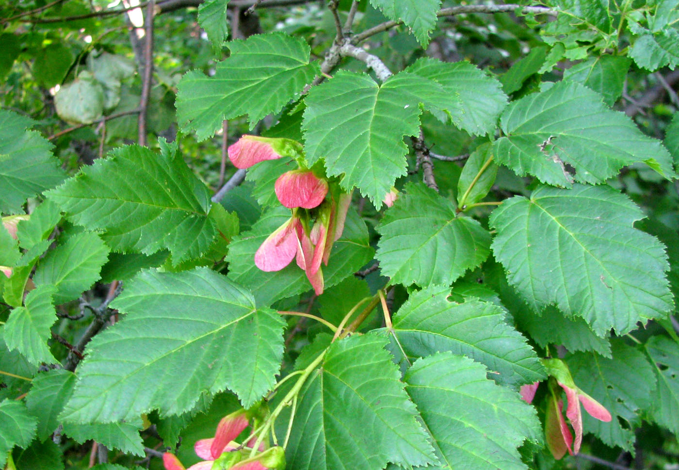 Image of Acer tataricum specimen.