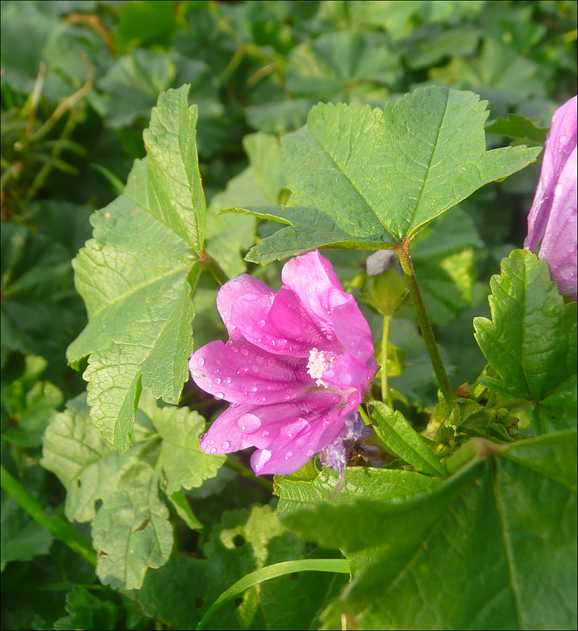 Image of Malva erecta specimen.