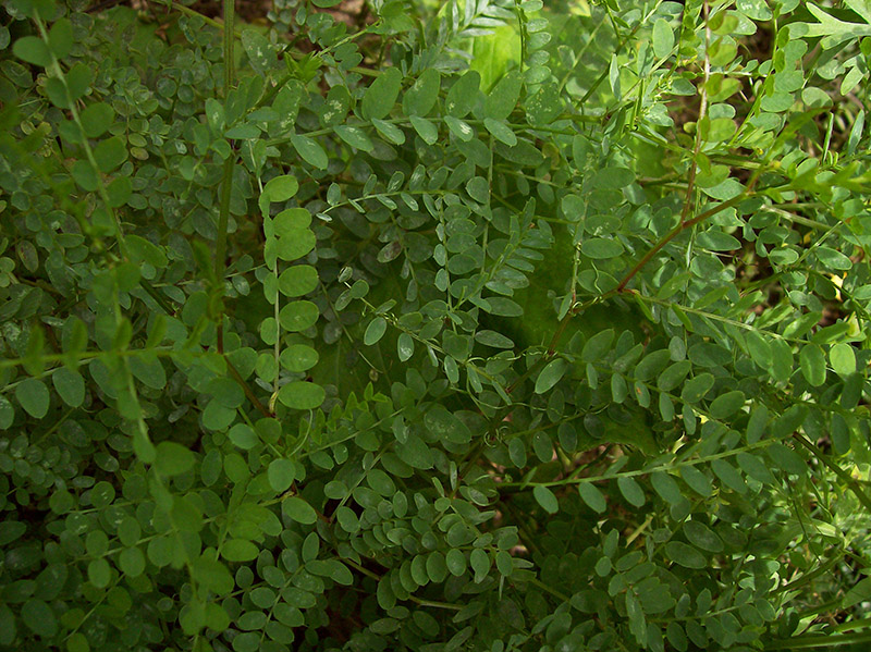 Image of Vicia sylvatica specimen.