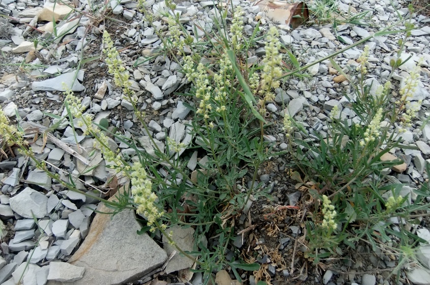 Image of Reseda lutea specimen.