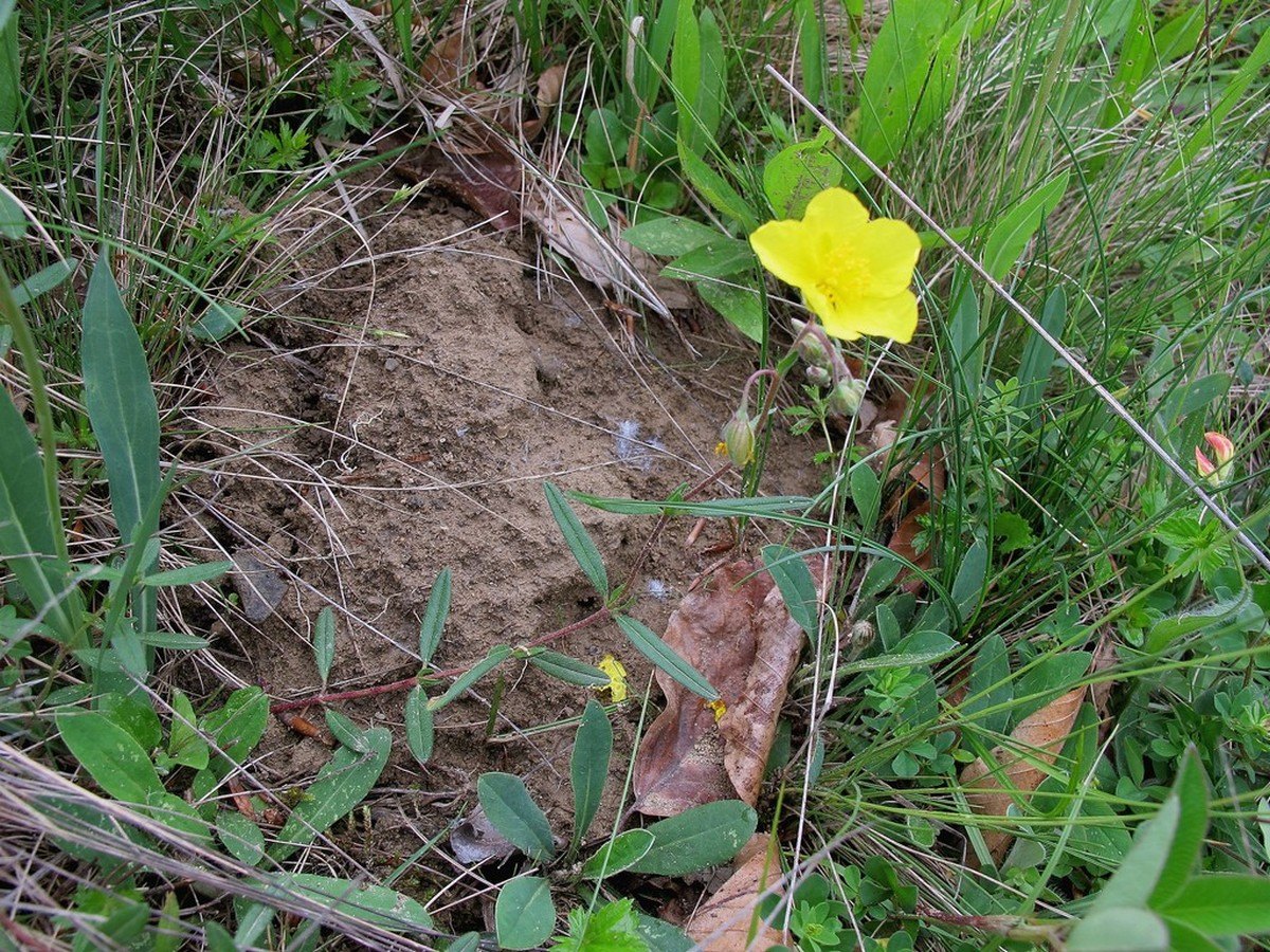 Image of genus Helianthemum specimen.