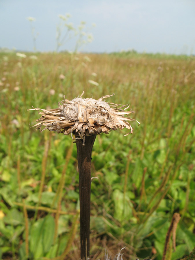 Изображение особи Stemmacantha serratuloides.