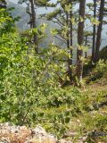 Sorbus taurica. Плодоносящее растение. Крым, окр. г. Ялта, хр. Иограф. 23 июня 2012 г.