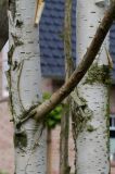 Betula utilis variety jacquemontii. Два ствола молодого дерева (видна их средняя часть). Германия, г. Кемпен, в культуре. 22.06.2012.