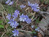 Hepatica nobilis