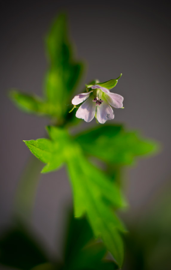 Image of Geranium sibiricum specimen.