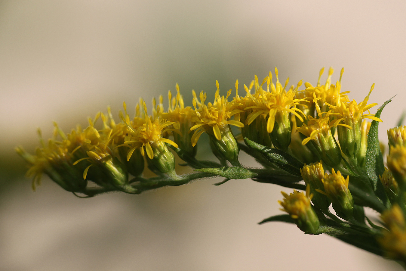 Image of genus Solidago specimen.