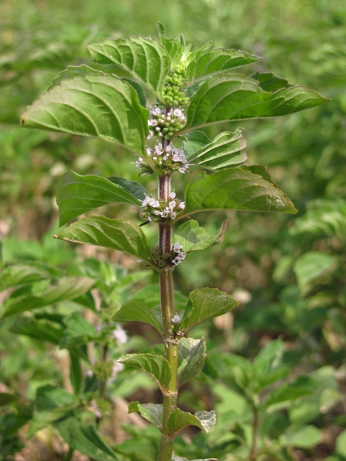 Image of Mentha arvensis specimen.