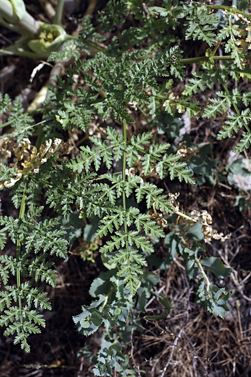 Image of Ferula samarkandica specimen.