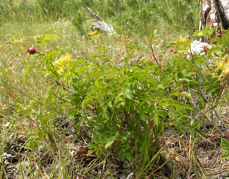 Image of Rosa spinosissima specimen.