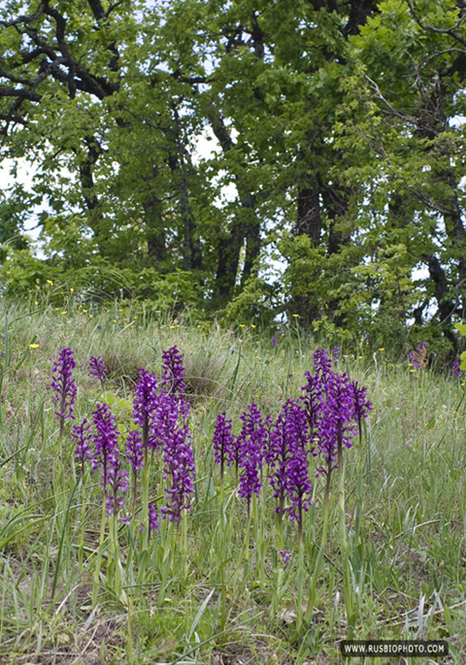 Изображение особи Anacamptis morio ssp. caucasica.