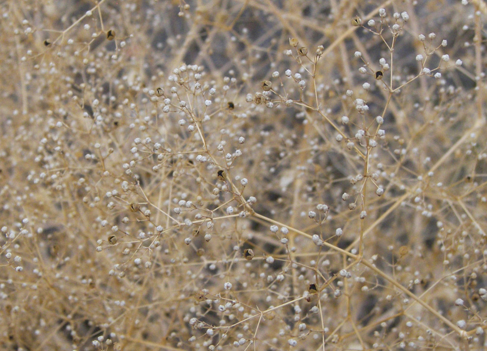 Image of Gypsophila bicolor specimen.