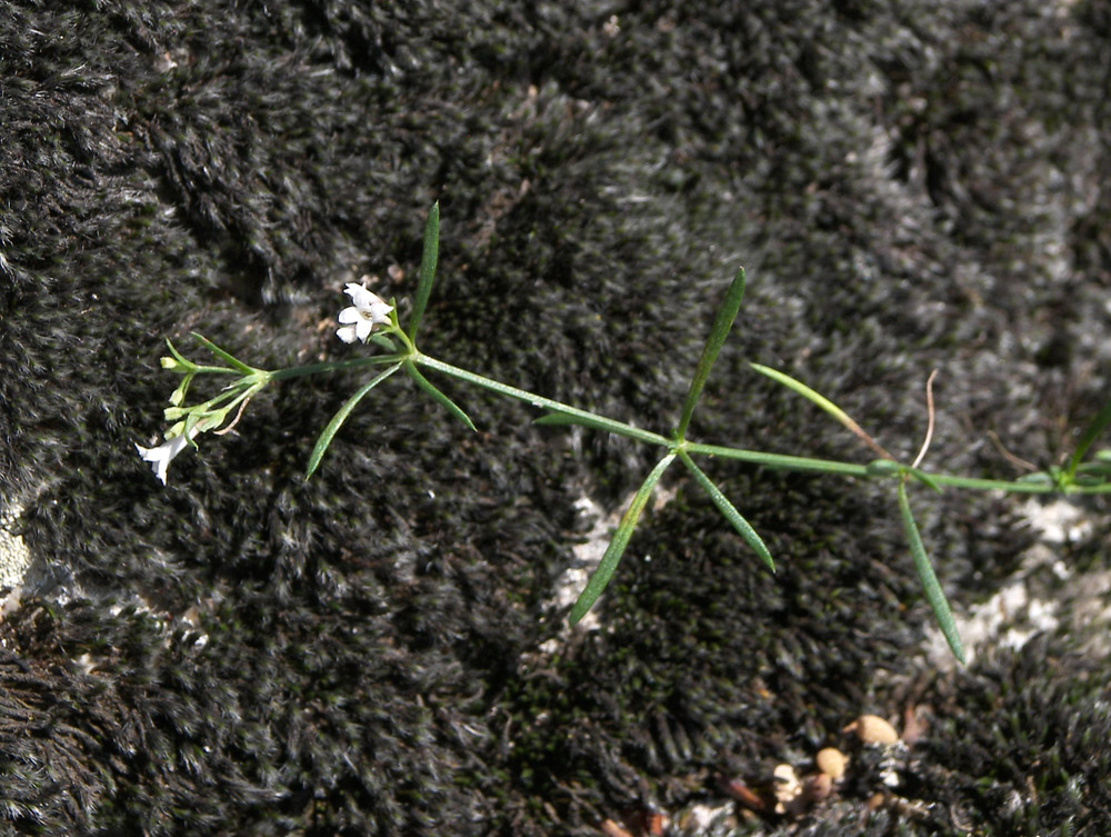 Image of Asperula pedicellata specimen.