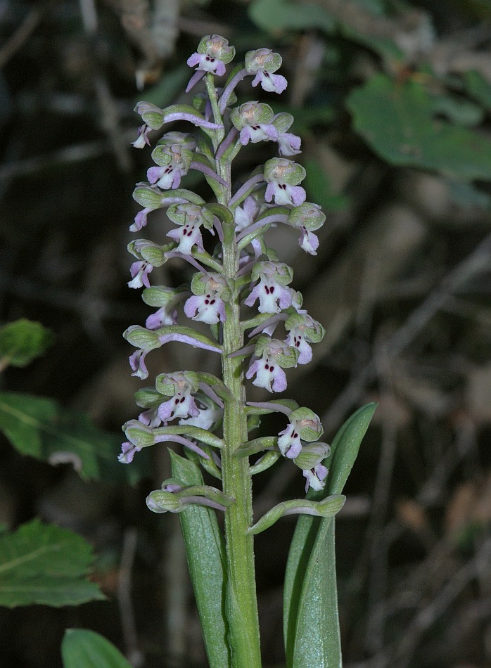 Image of Anacamptis israelitica specimen.