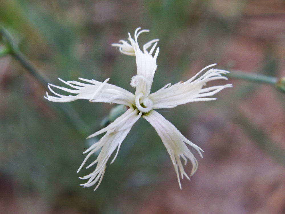 Image of Dianthus kuschakewiczii specimen.