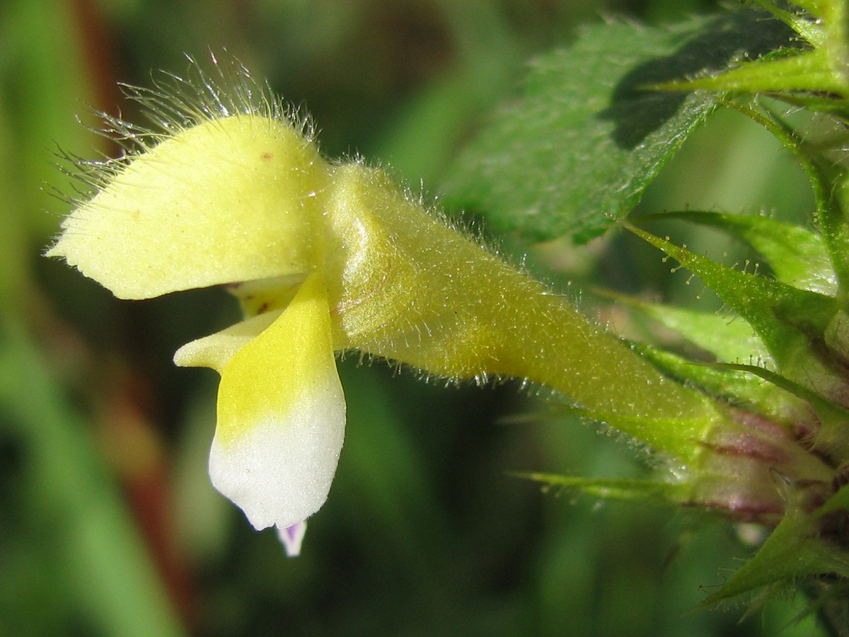 Image of Galeopsis speciosa specimen.