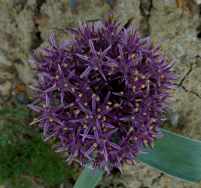 Image of Allium materculae specimen.