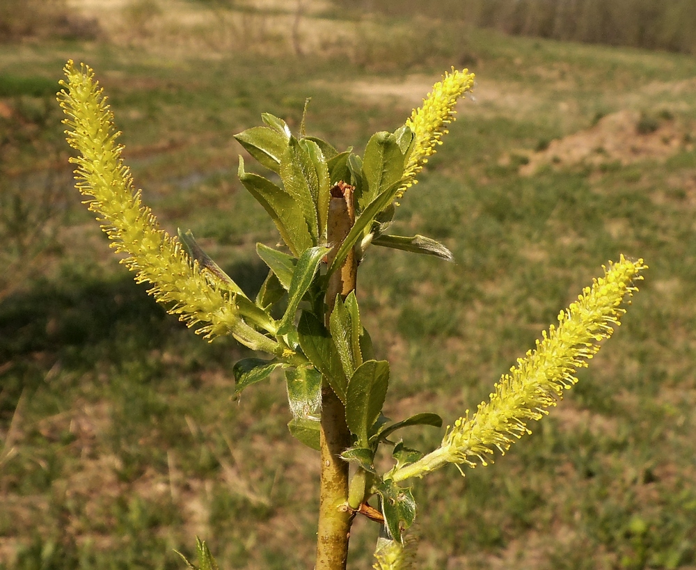 Изображение особи Salix hexandra.