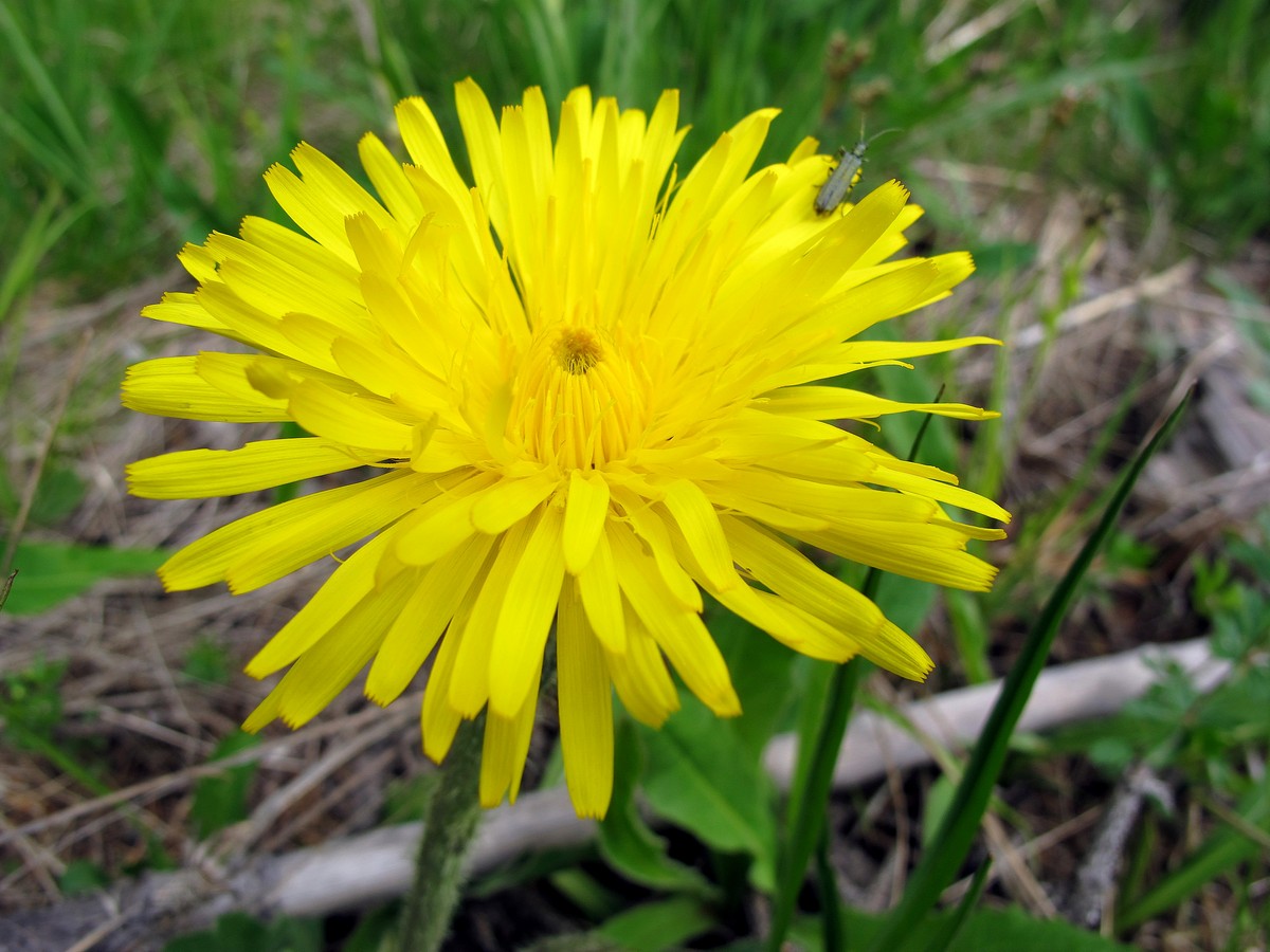 Image of Trommsdorffia uniflora specimen.