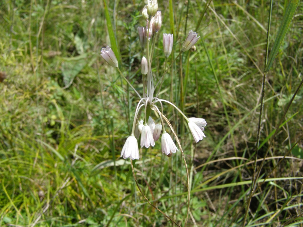 Image of Allium paniculatum specimen.