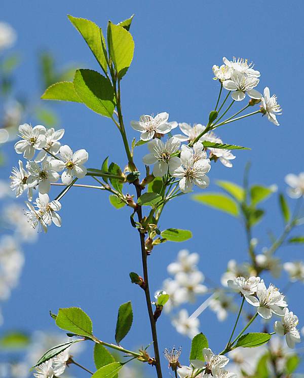 Изображение особи Cerasus vulgaris.