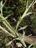 Centaurea solstitialis. Средняя часть стебля с листьями. Украина, г. Одесса, Аркадия, склон возле Тропы здоровья. 20.06.2013.
