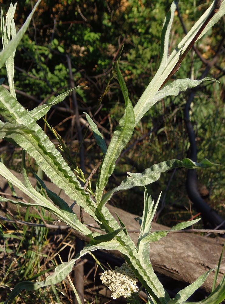 Image of Centaurea solstitialis specimen.