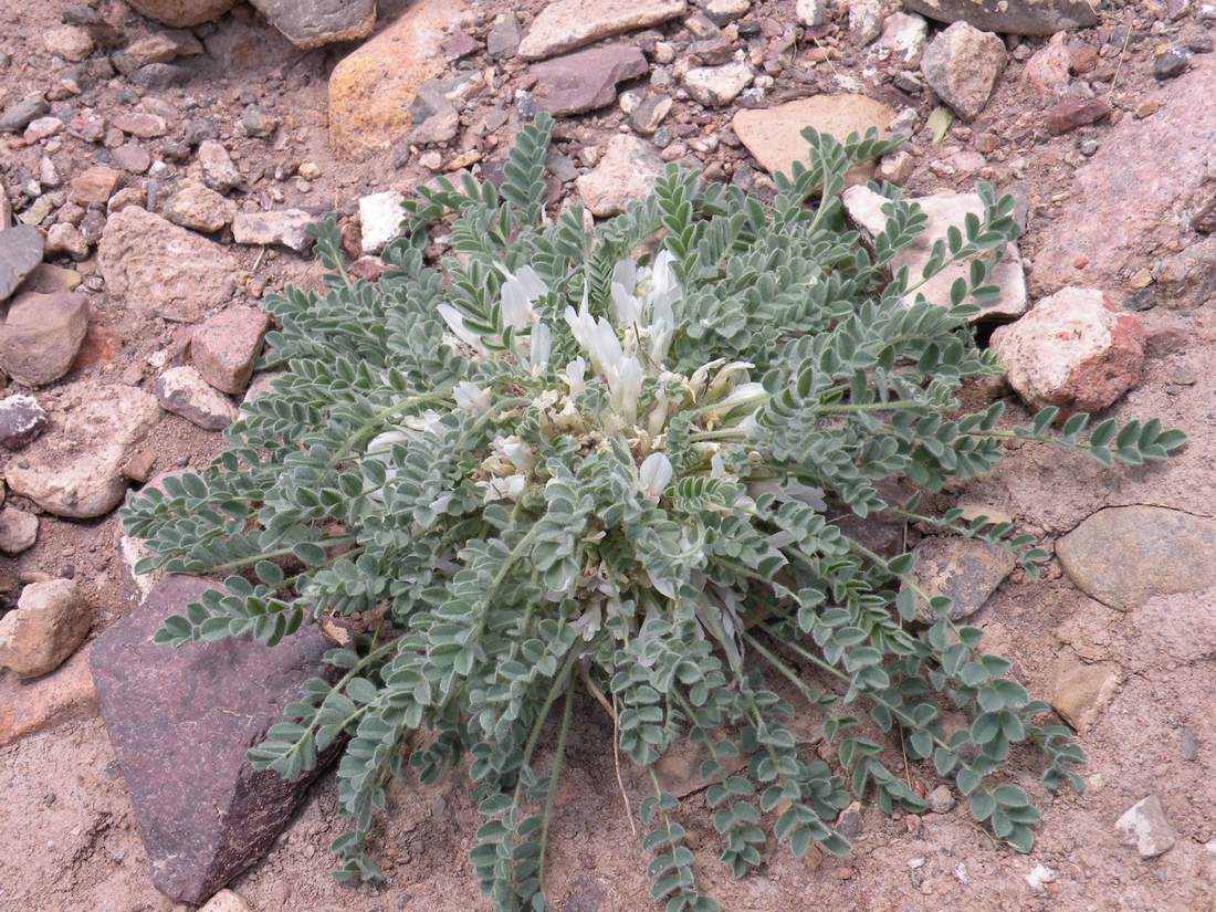 Image of Astragalus hypogaeus specimen.