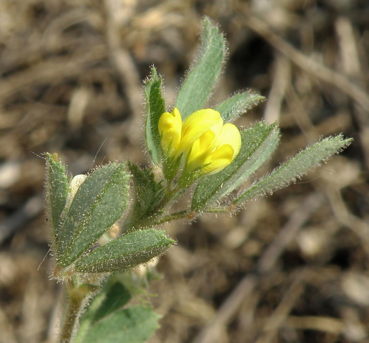 Image of Medicago minima specimen.