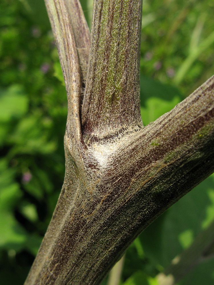 Image of Arctium lappa specimen.