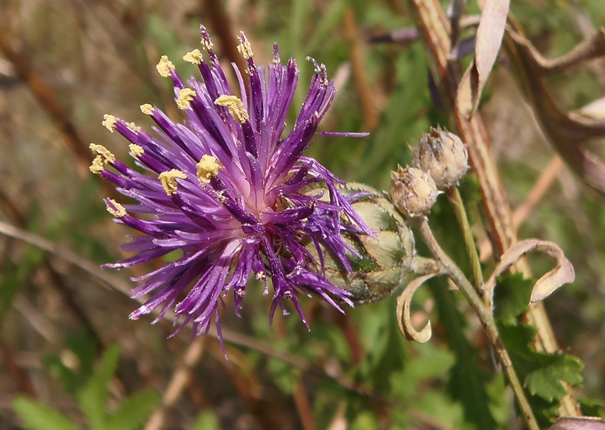 Image of Centaurea adpressa specimen.